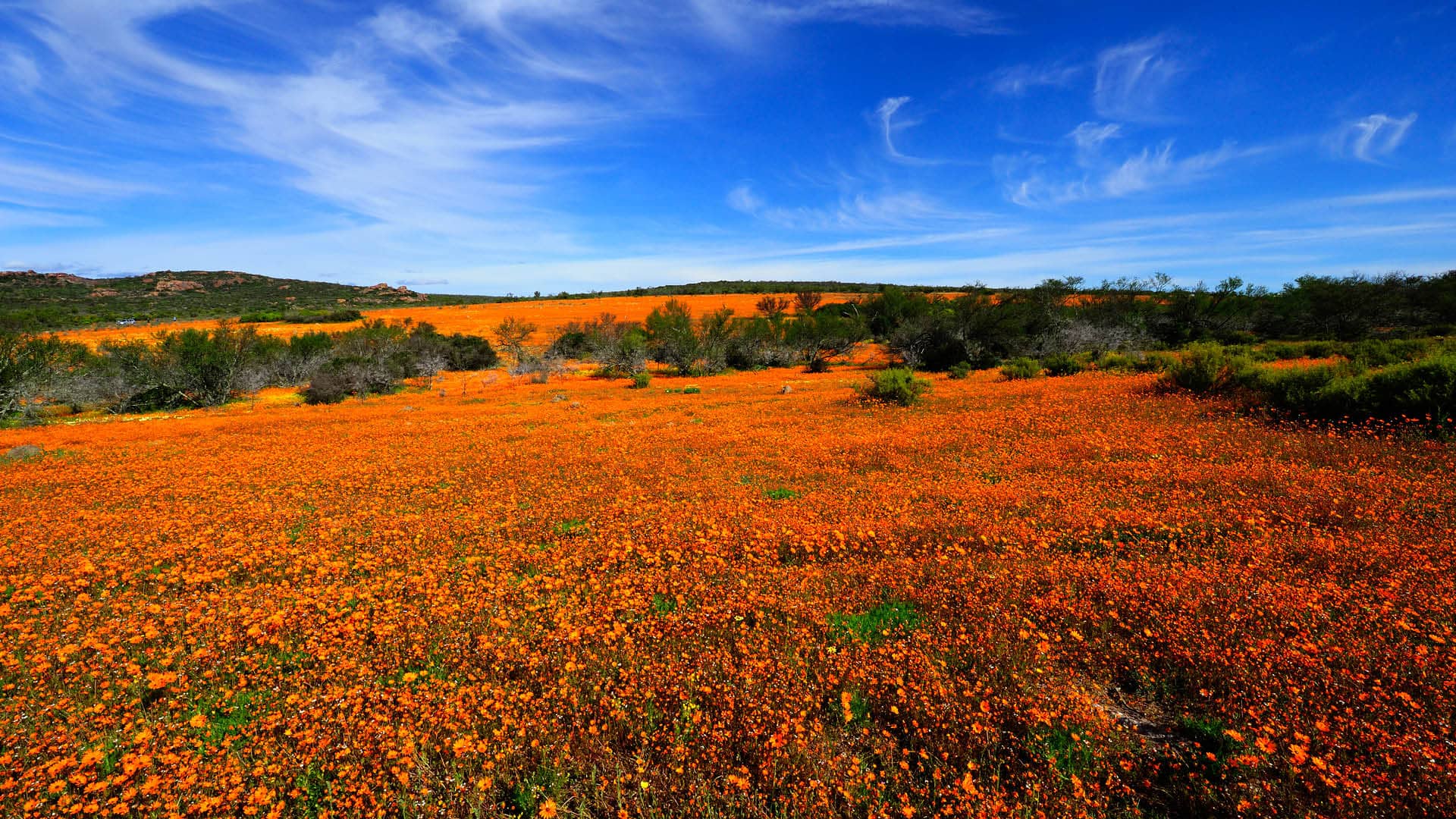 Namaqua National Park Safari Lambertsbaai