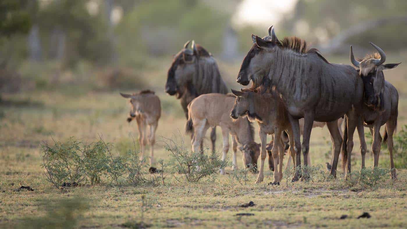 Wildebeest Cuccioli di gnu vicino ai genitori.