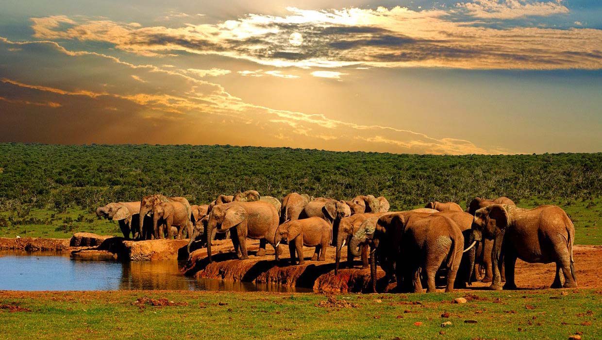 elefanti nell'addo national park elefanti al tramonto pressp una pozza