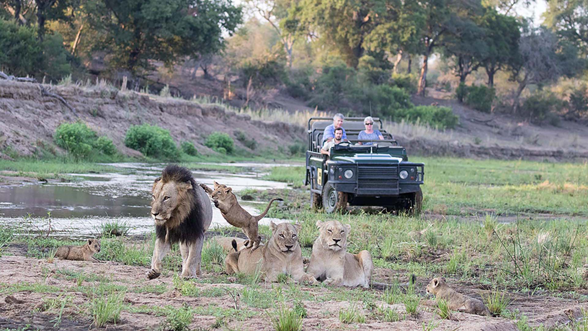 mala-mala-lions un cucciolo di leone gioca con il padre e le due femmine di fronte alla jeep di mala mala