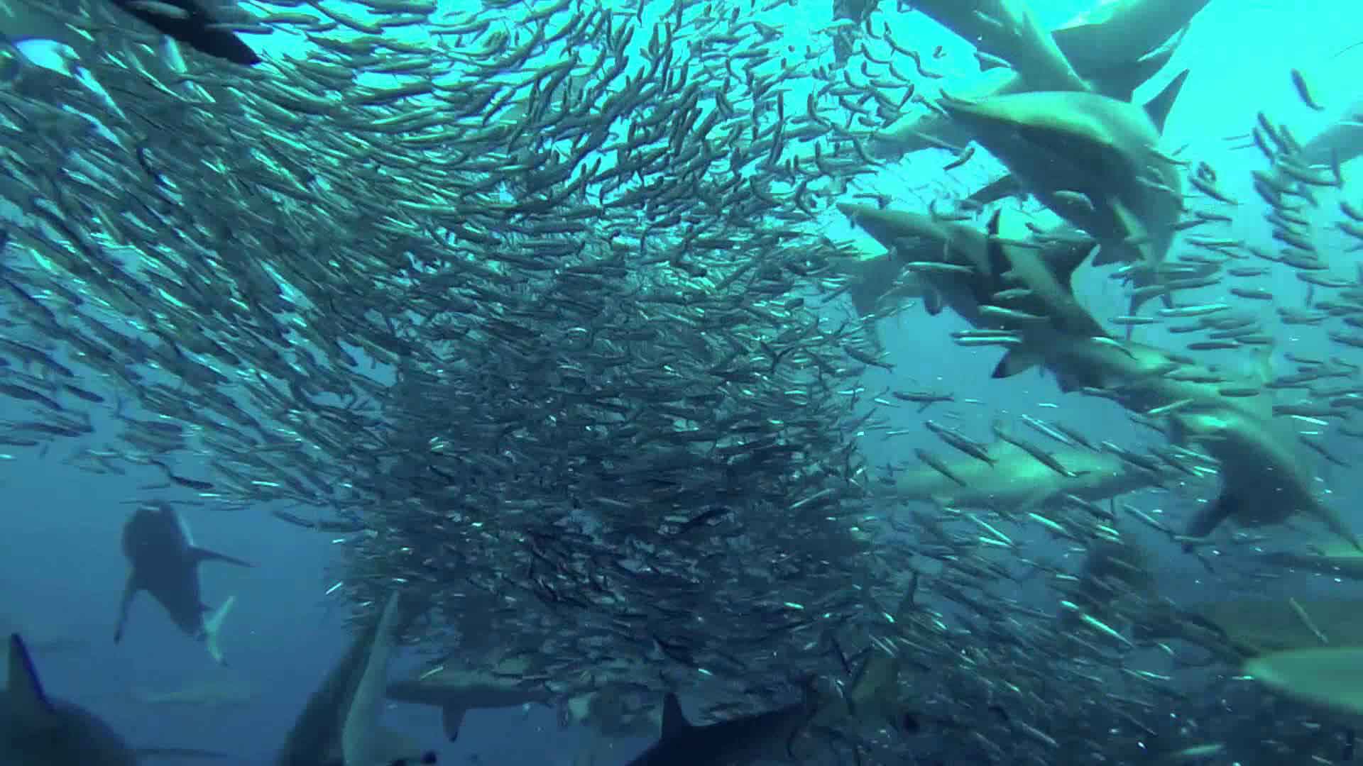 sardine-run squali a caccia in mezzo a nugolo di sardine