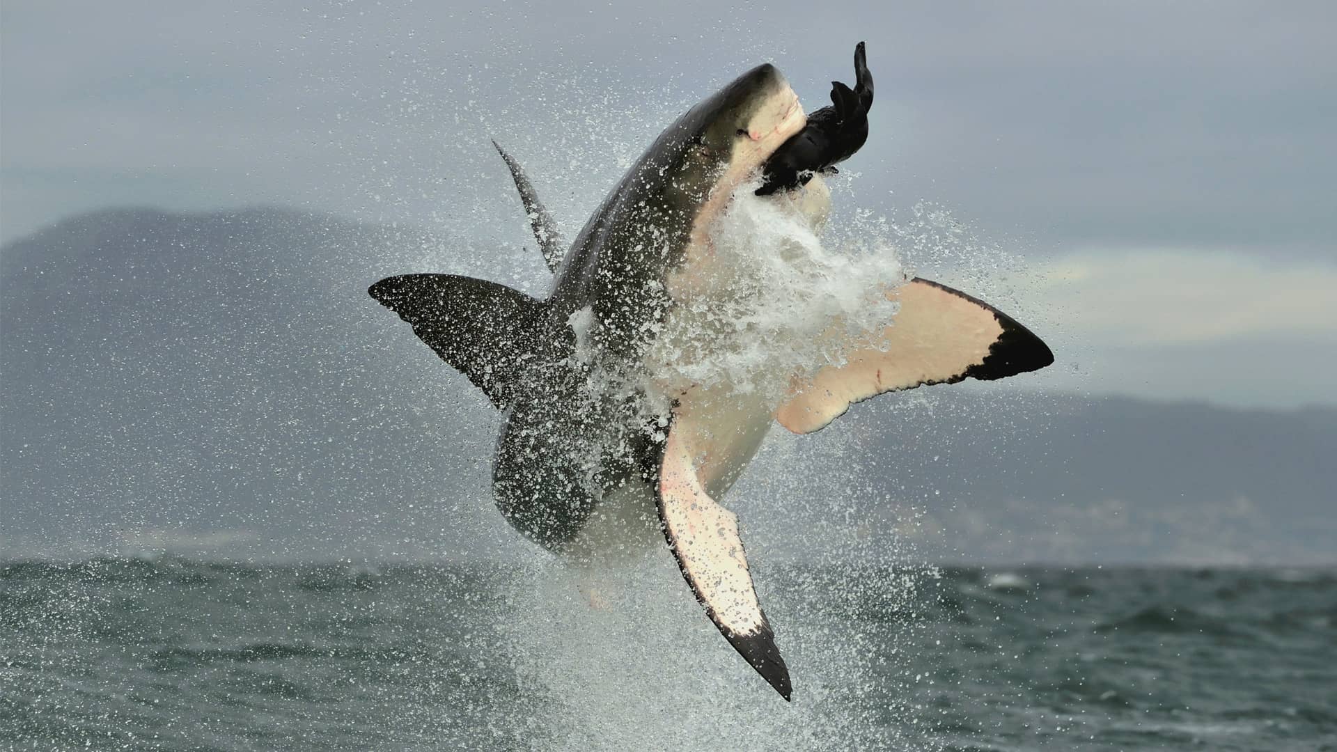 shark-breaching-south-africa shark breaching di uno squalo che salta fuori dall'acqua