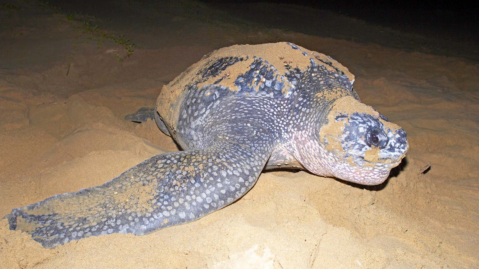 turtle-tracking-kosi-bay tartaruga liuto mentre depone le uova sulla spiaggia di kosi bay