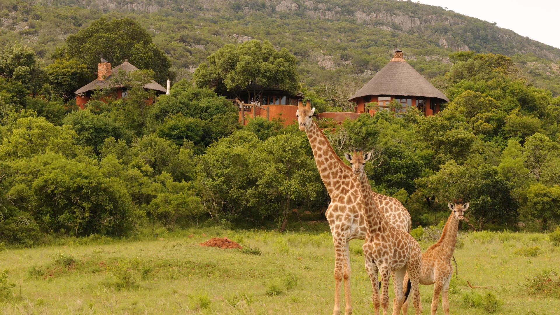 leshiba wilderness giraffes giraffe nella vallata sotto il venda art lodge della leshiba wilderness