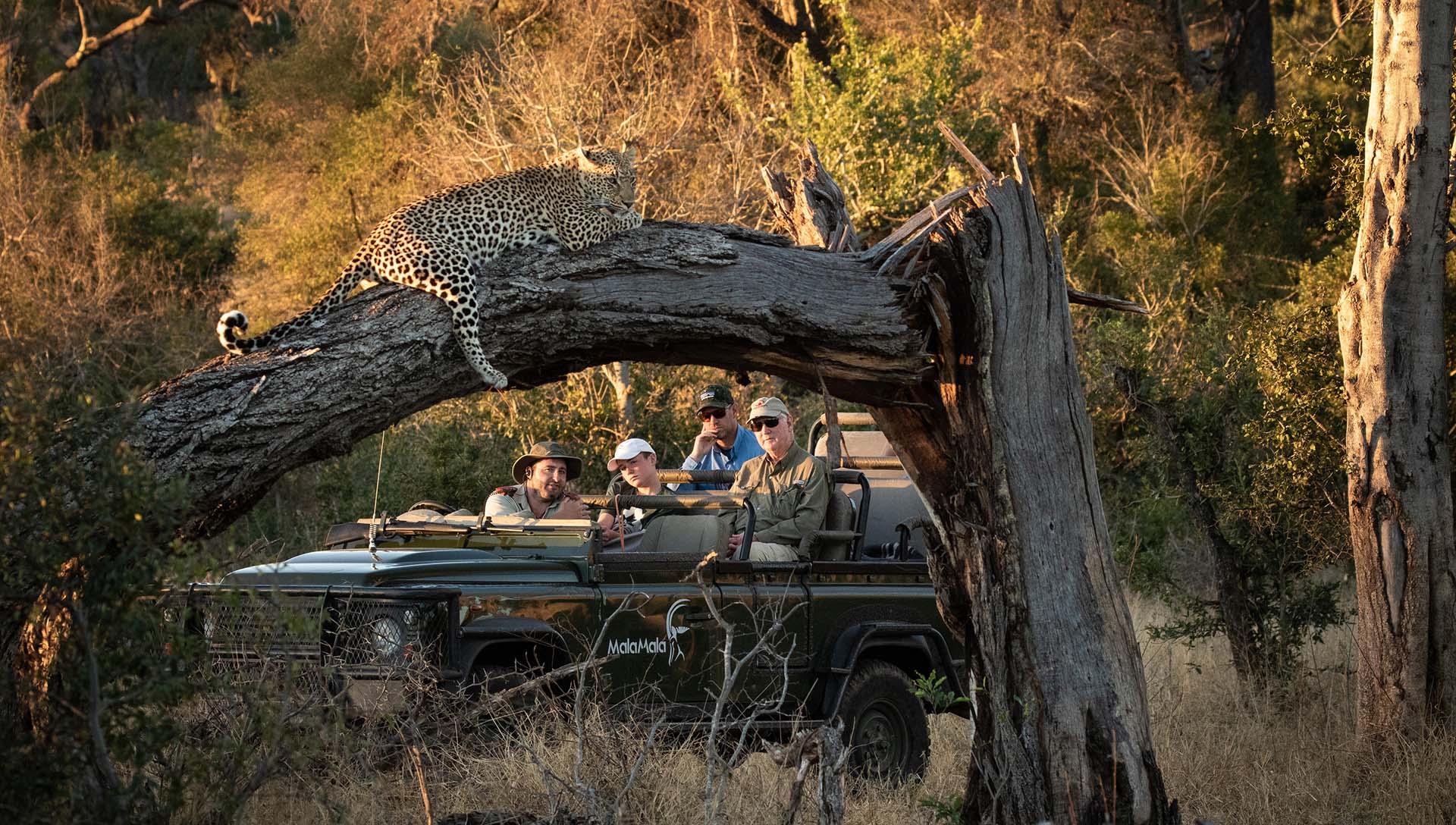 mala-mala-leopard-on-a-tree leopardo appollaiato su un albero di fronte alla jeep di turisti durante un safari