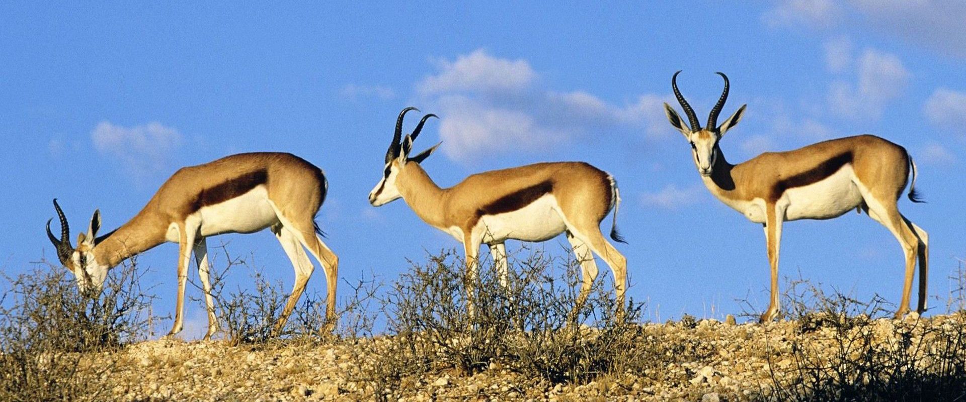 Kgalagadi Transfrontier Park Safari Kgalagadi Transfrontier Park