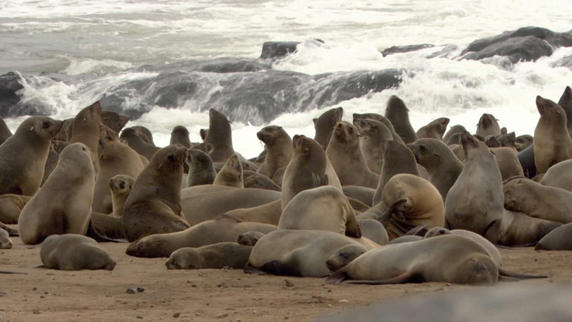 cape fur seal south africa colonia di foche