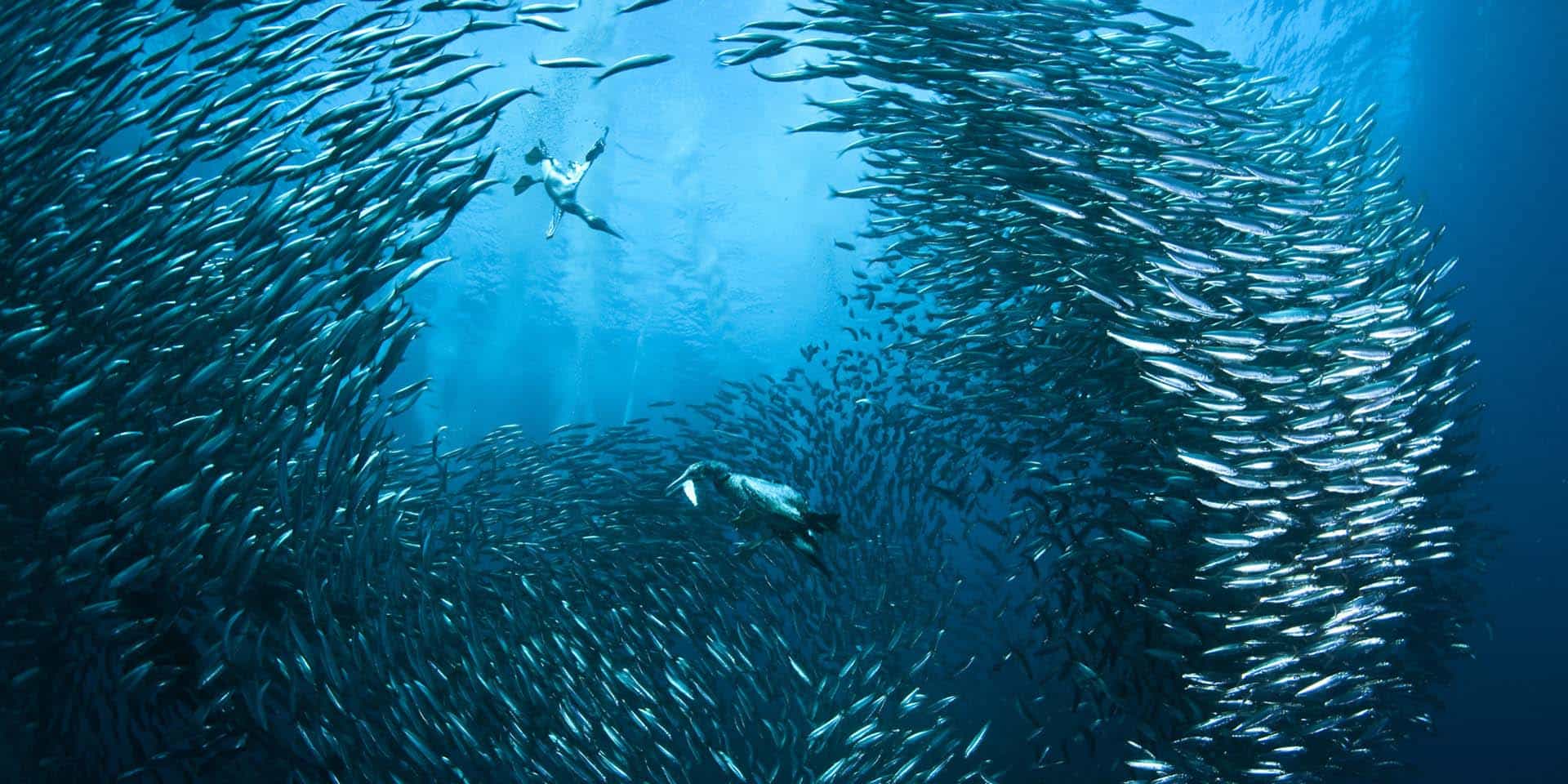 The Great Sardine Run Off the South African Coast cape gannet attaccano un nugolo di sardine