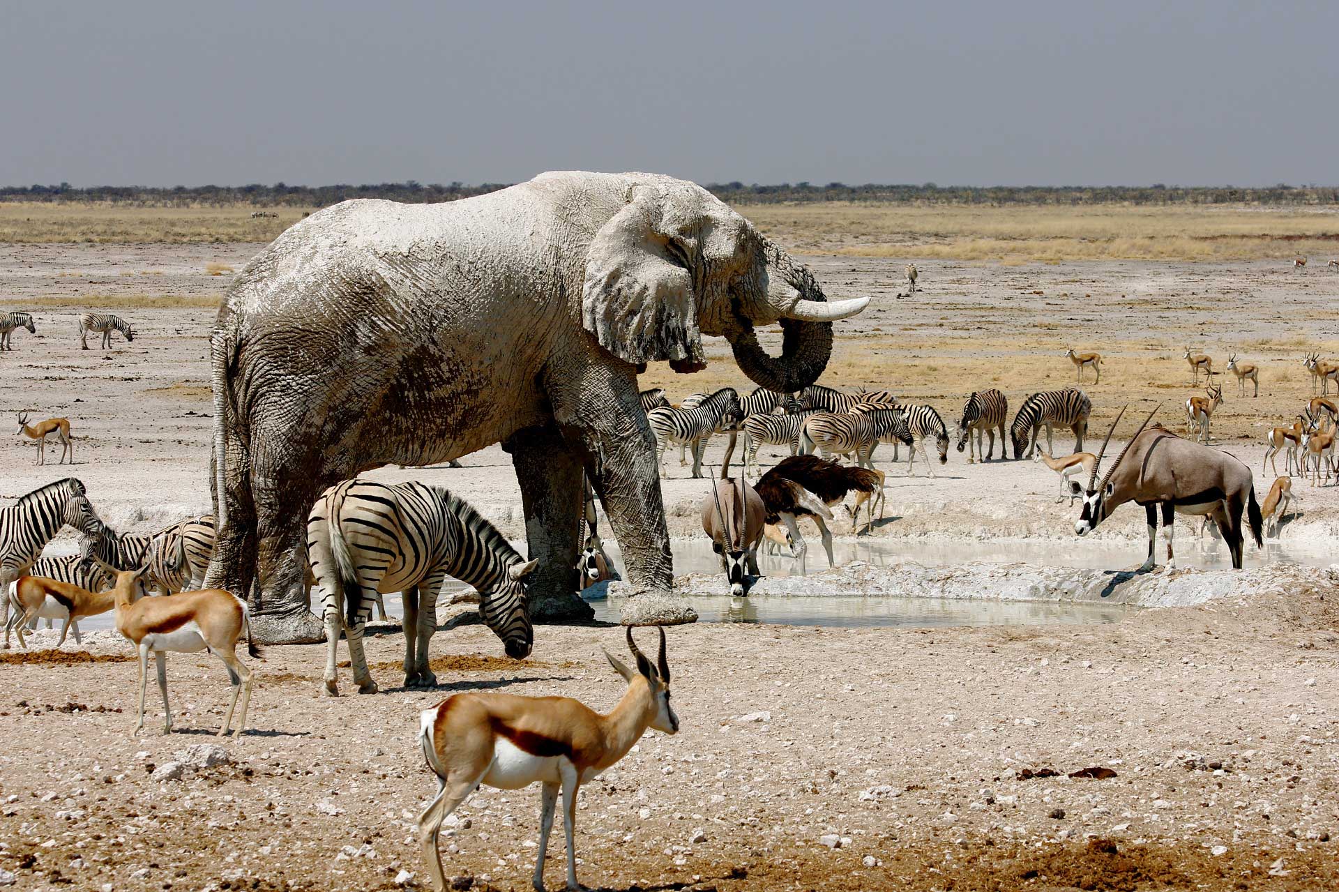 etosha grosso elefante beve circondato da orici, springbok, struzzi e zebre