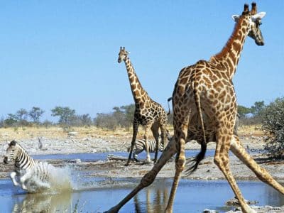 giraffe_zebre_etosha