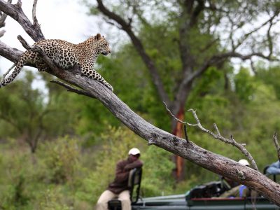 sabi_sands_leopard_safari
