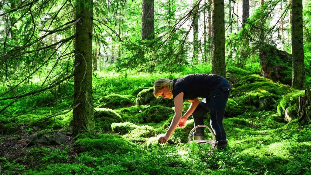 Finland-Berry-picking ragazza raccoglie mirtilli nella taiga finlandese