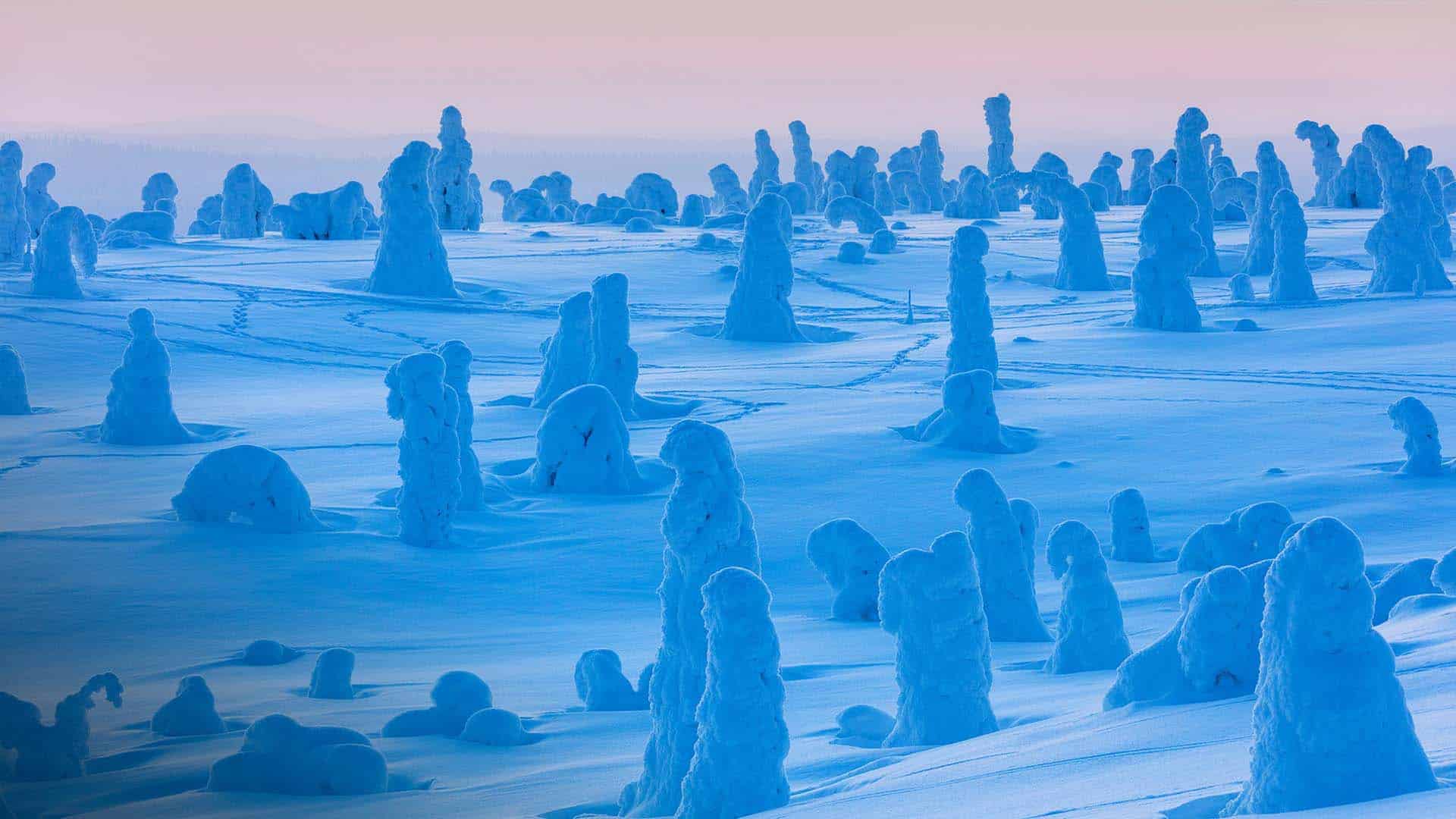Riisitunturi national park snowy forest paesaggio invernale nelle prime ore del mattino del riisitunturi national park