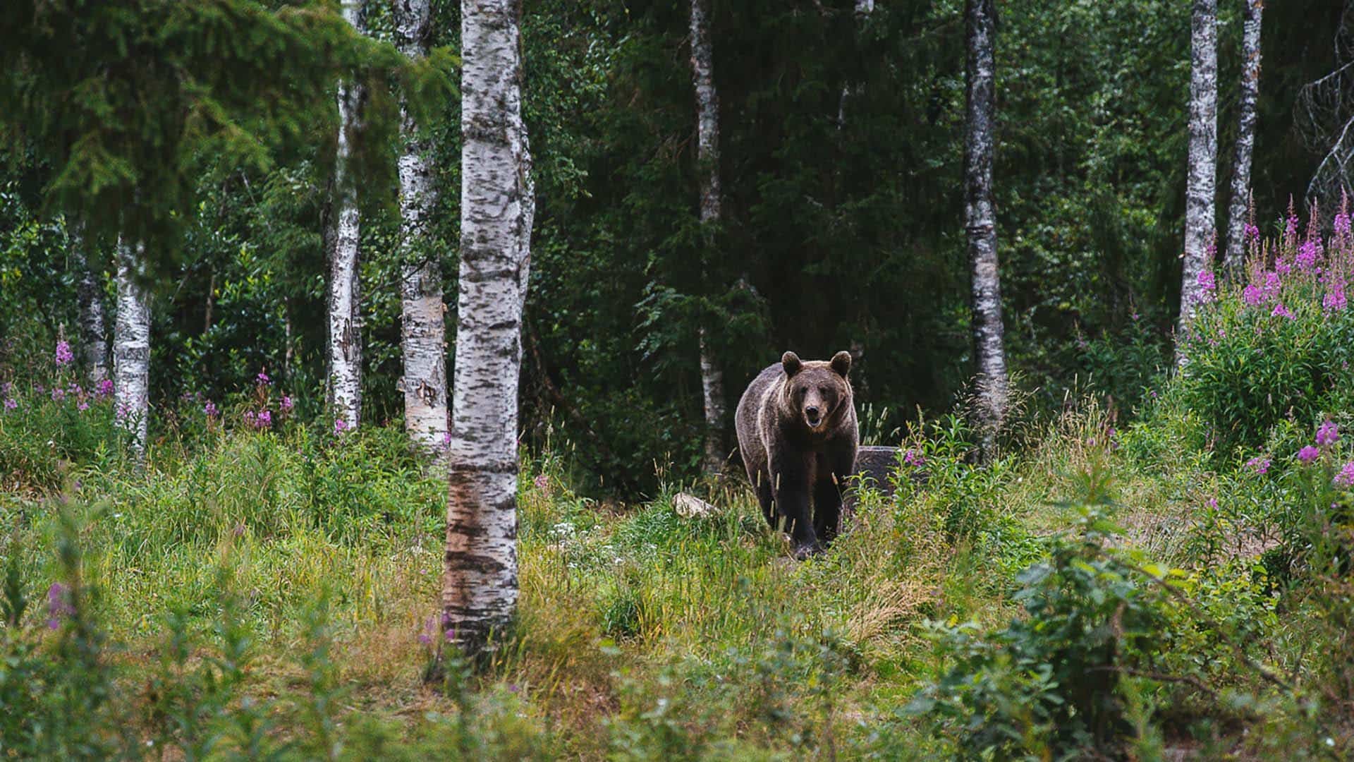 arola farm brown bear orso nella taiga vicino arola farm