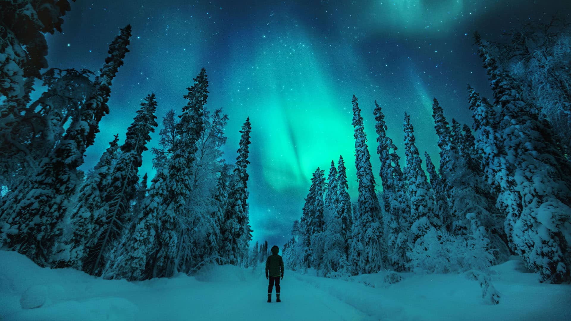 aurora boreale finlandia uomo ammira l'aurora boreale da una foresta innevata