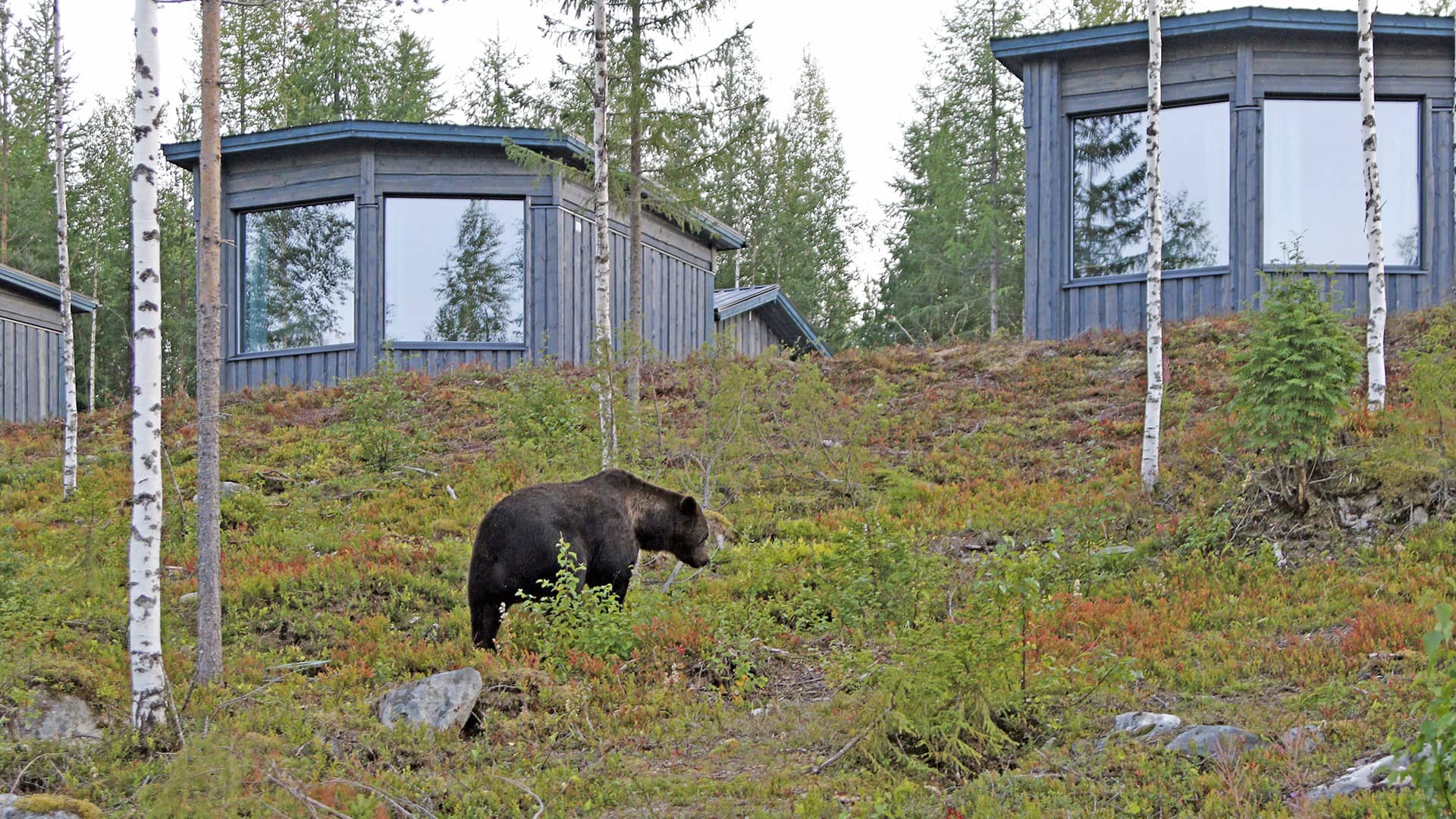 cabins-bear-centre orso vicino agli hide del bear centre a kumho