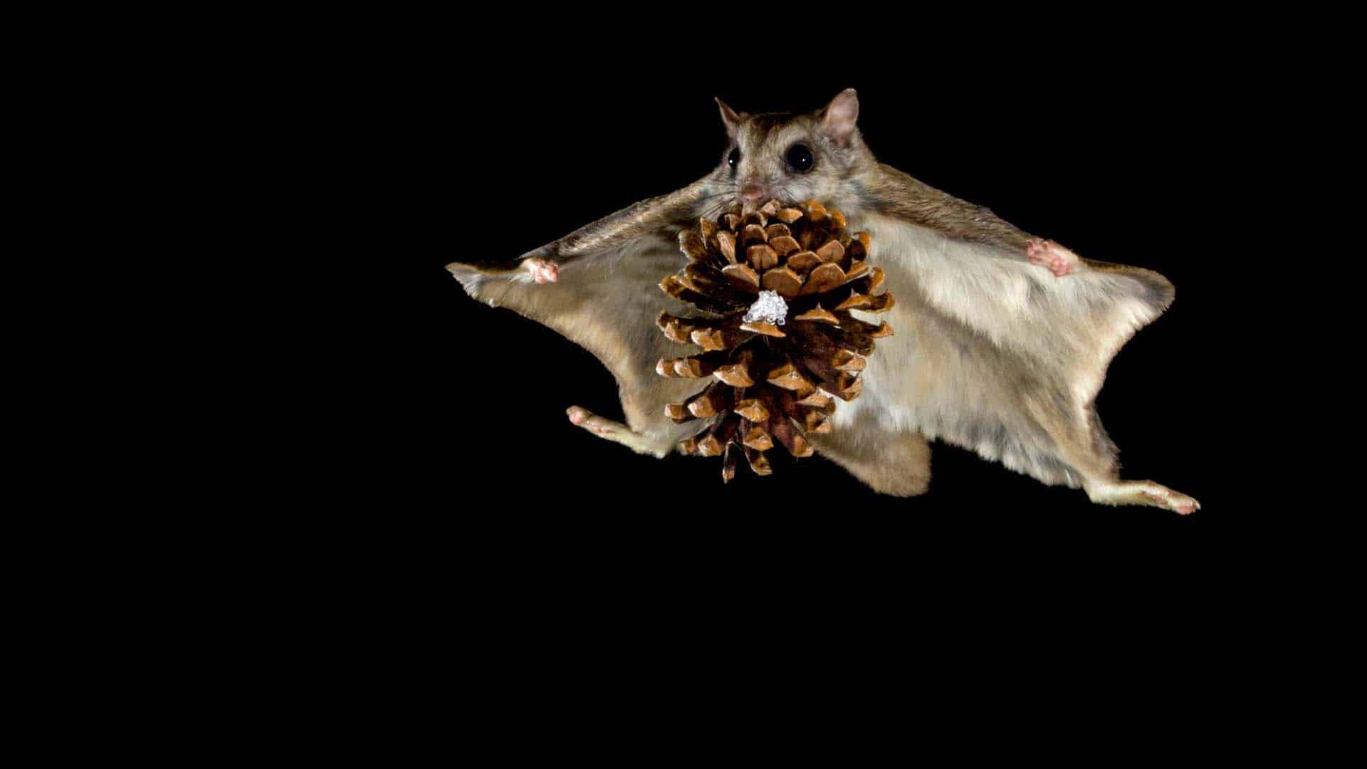 scoiattolo volante con una pigna in bocca