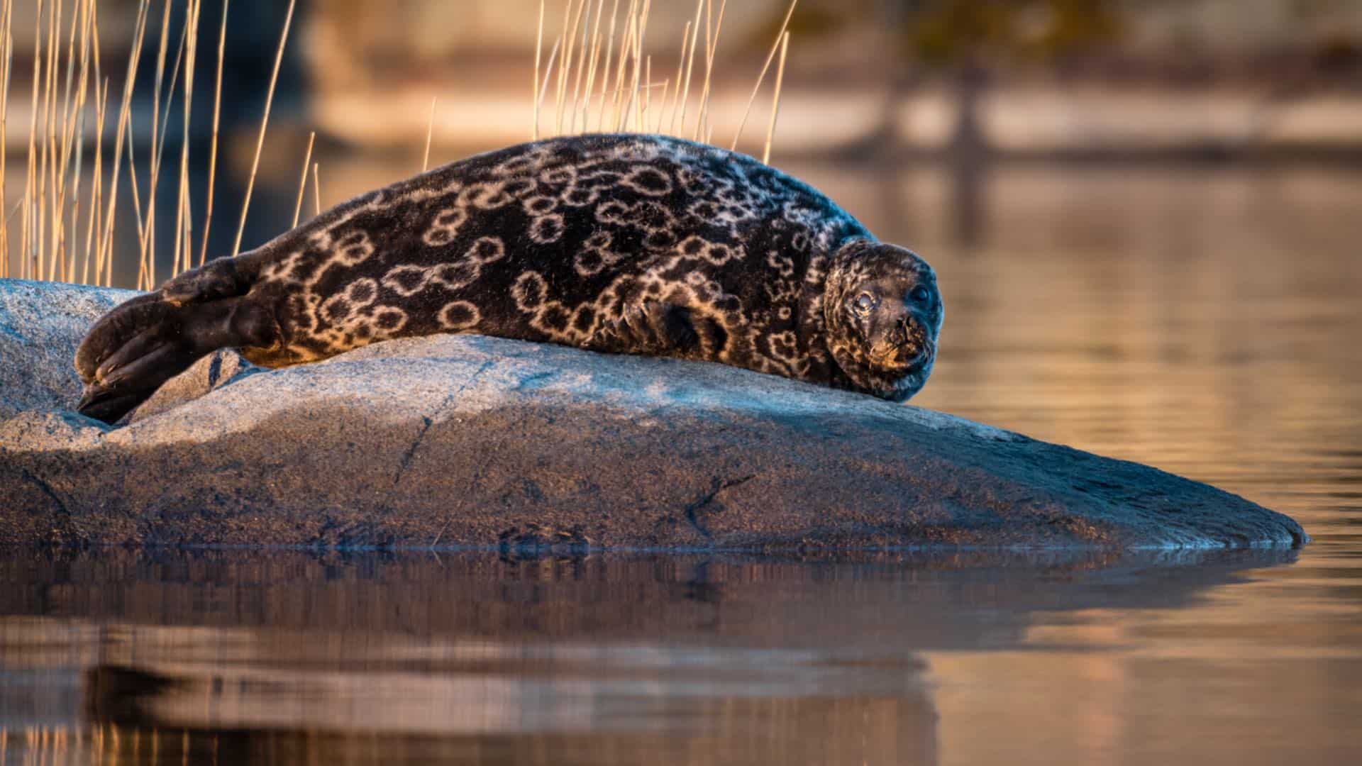 foca-degli-anelli-di-saimaa foca dagli anelli sopra un grande masso affiorante nel lago Saimaa