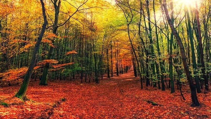 foliage-ruska-finlandia small tappeto di foglie rosso intenso nella taiga finlandese durante la ruska