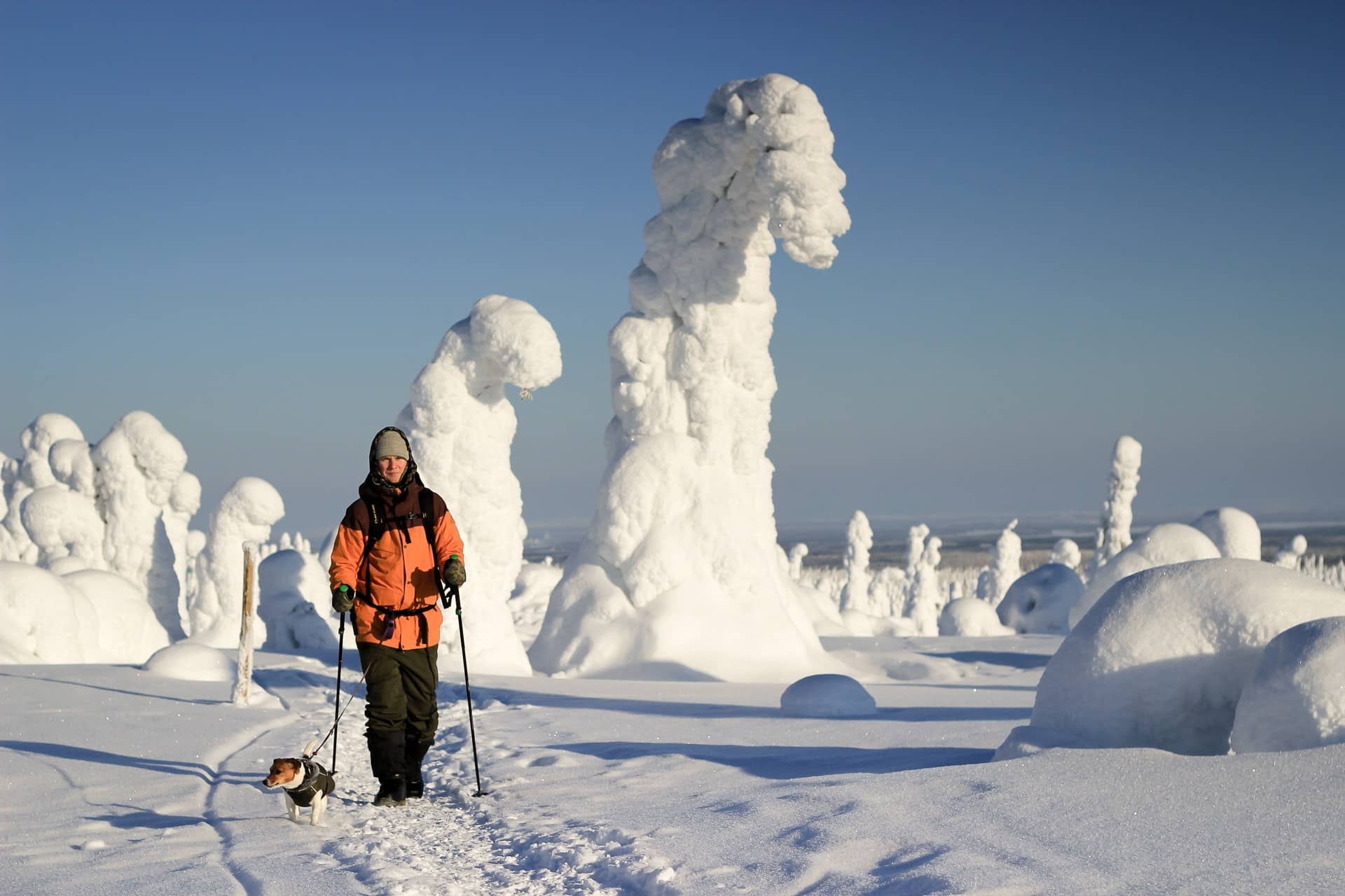 hiker-in-riisin-raeaepaesy-trail-in-february-in-riisitunturi-national-park sciatore di fondo con cane a passeggio nel riisitunturi national park
