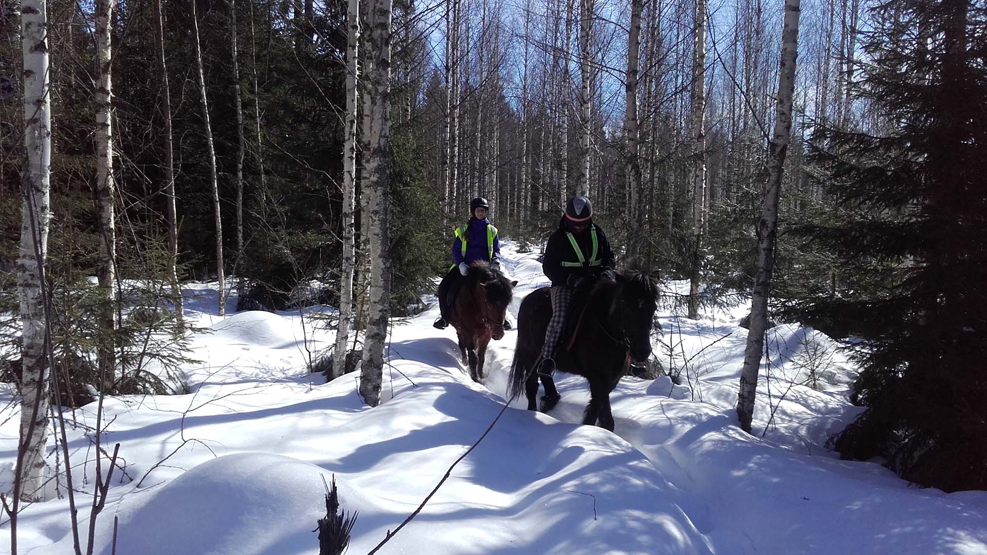 horse riding lake saimaa winter a cavallo nella taiga finlandese innevata in inverno