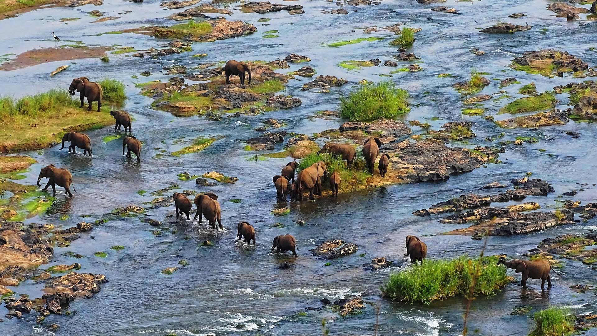 Kruger Safari Kruger