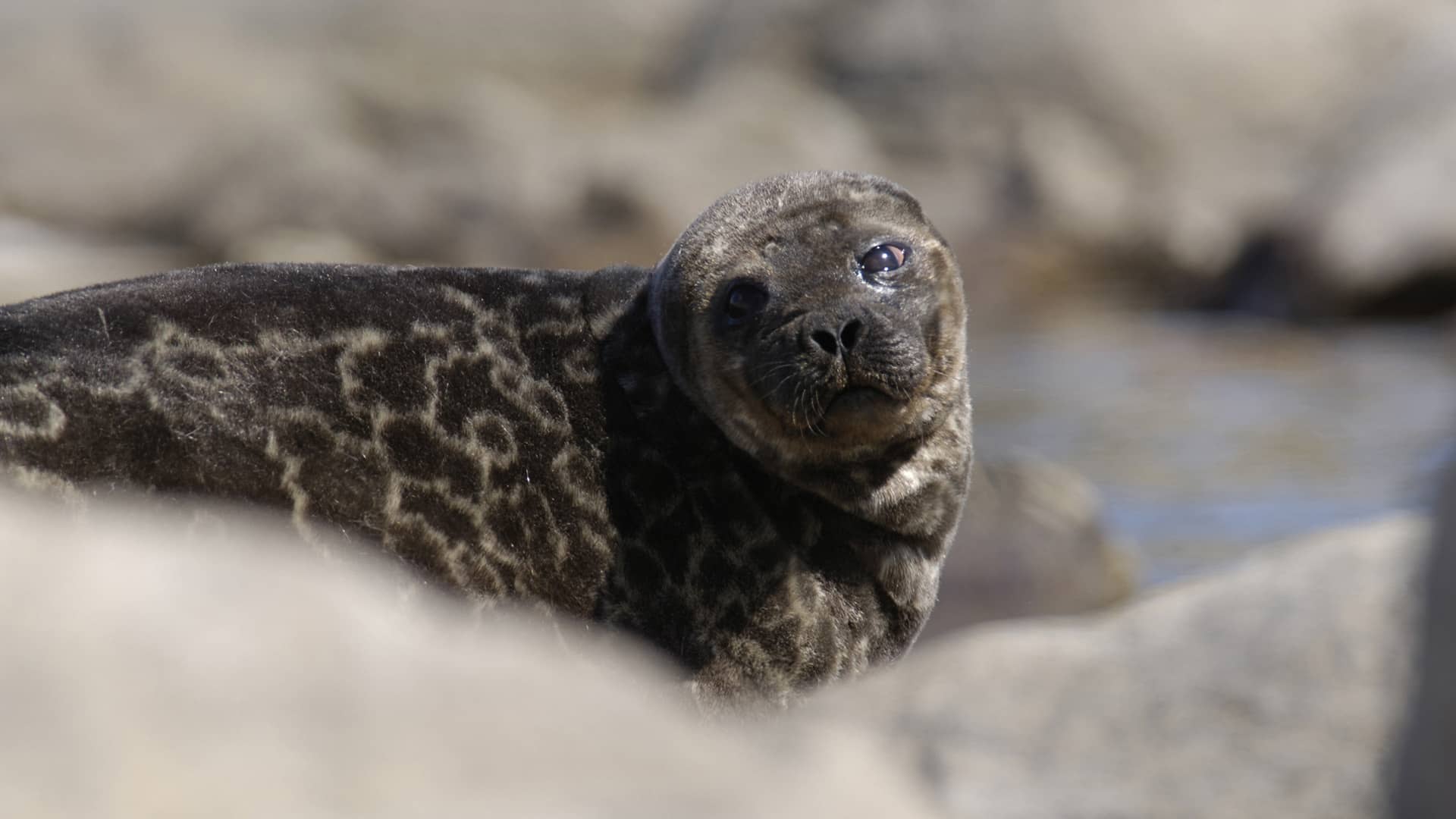 primo piano foca degli anelli