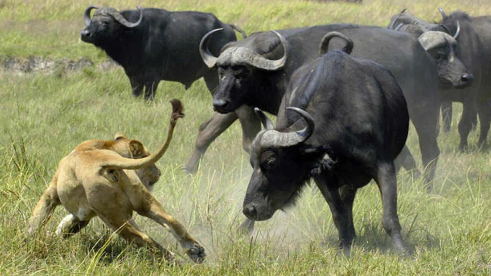 Manyeleti Game Reserve Safari Manyeleti Game Reserve