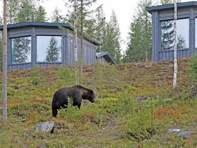 cabins bear centre