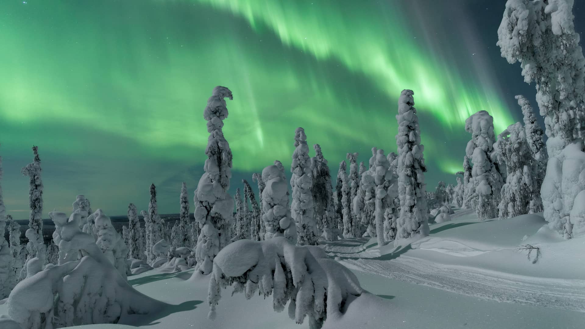 northern-lights-finland-lapland-thomas-kast-visit-finland aurora boreale su una foresta innevata della Lapponia finlandese