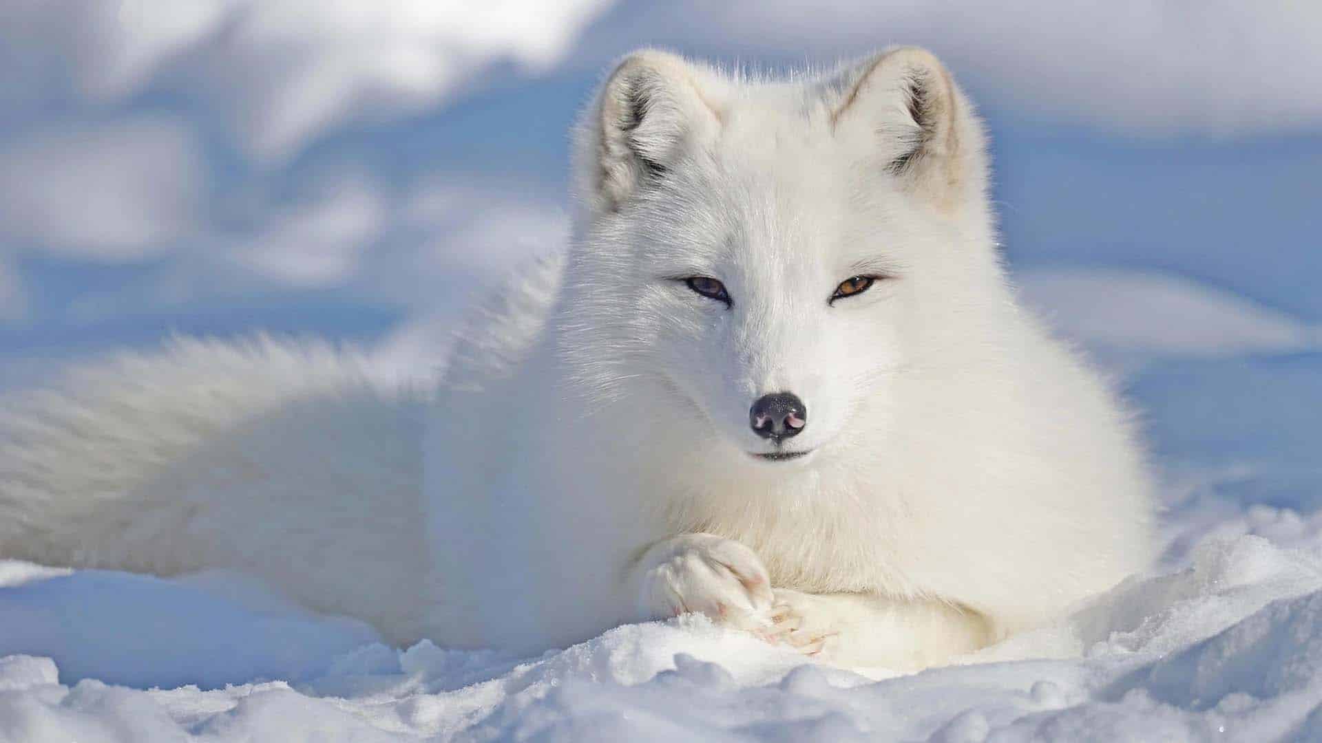 Arctic-fox volpe artica nella neve