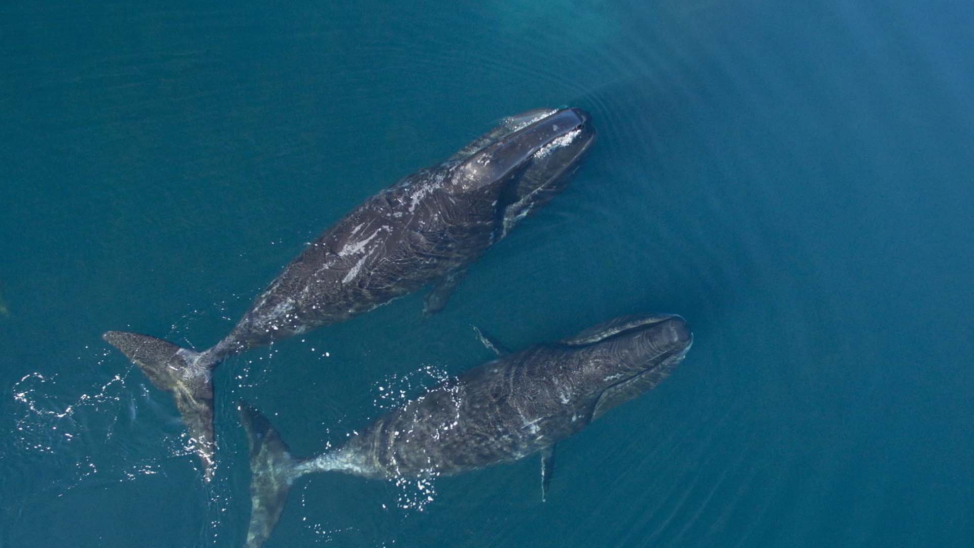 Bowhead-whales 2 bowhead whales