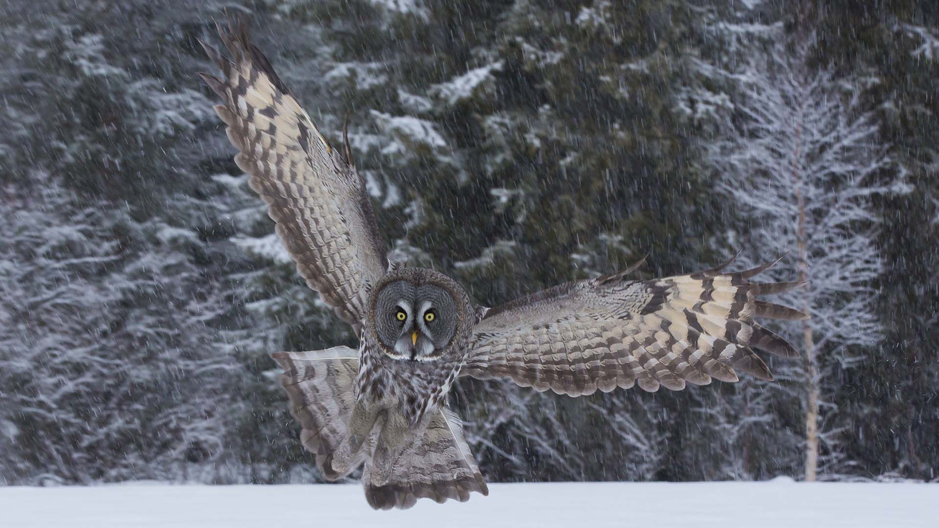 allocco di lapponia in atterraggio nella neve