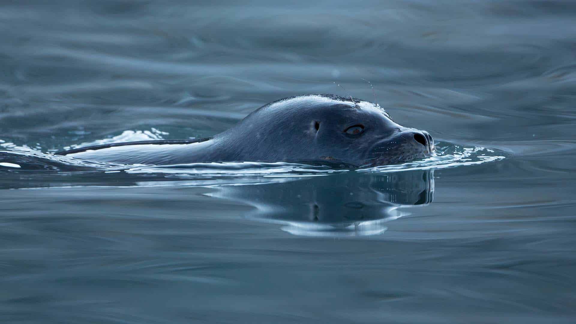 Harbor_seal-svalbard foca nuota a pelo d'acqua