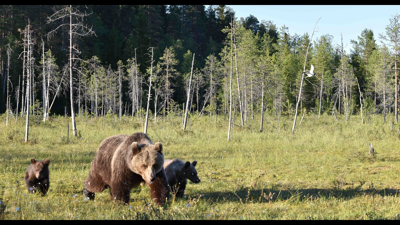 Øvre Pasvik National Park orsi bruni nell'Øvre Pasvik National Park