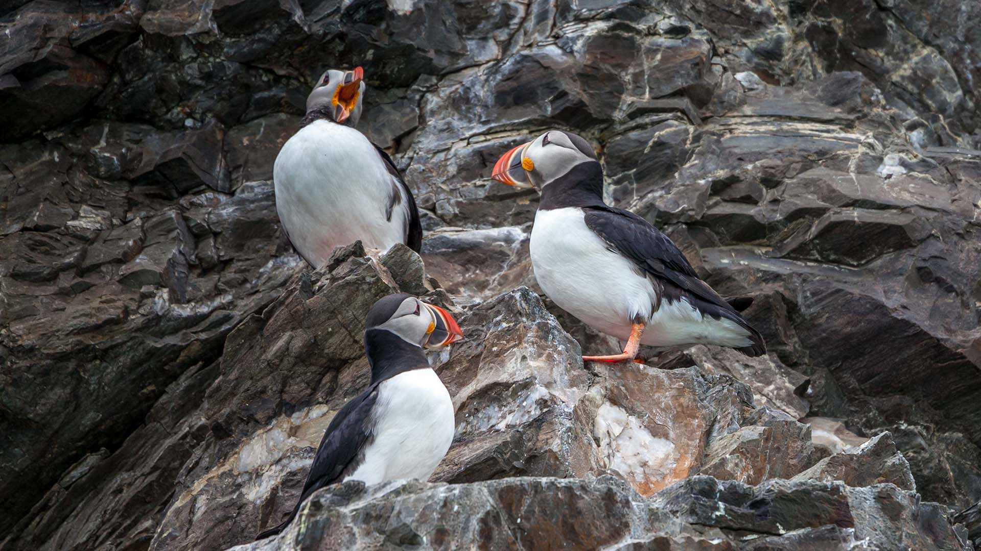Puffins_Krossfjord_Svalbard pulcinella di mare su una scogliera