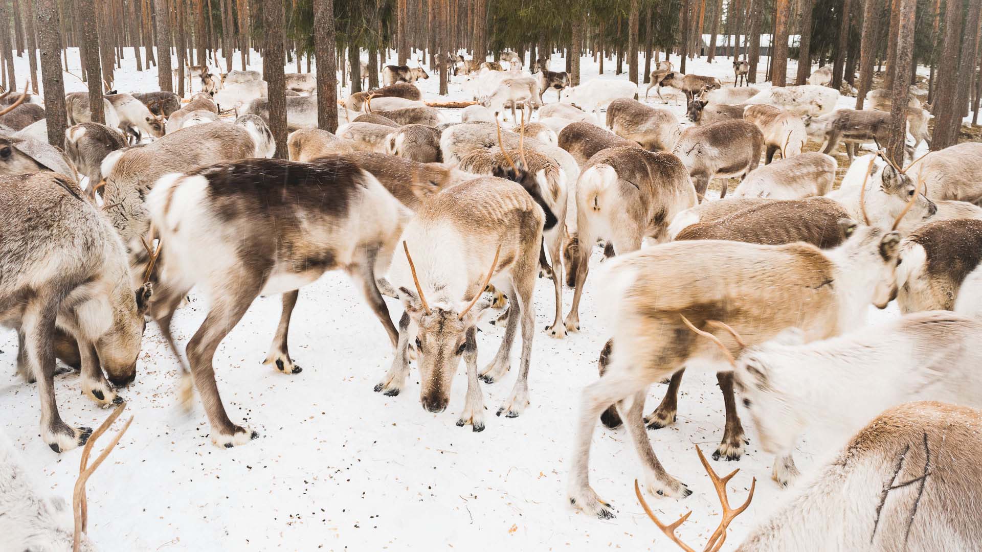 REINDEER-FARM-ROVANIEMI Allevamento di renne a Rovaniemi