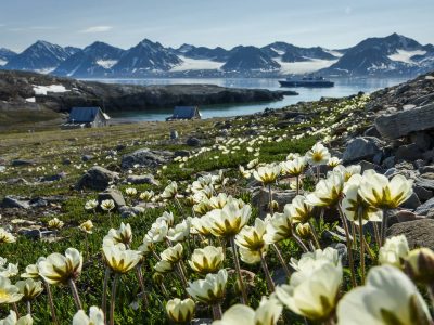 Svalbard_fioritura