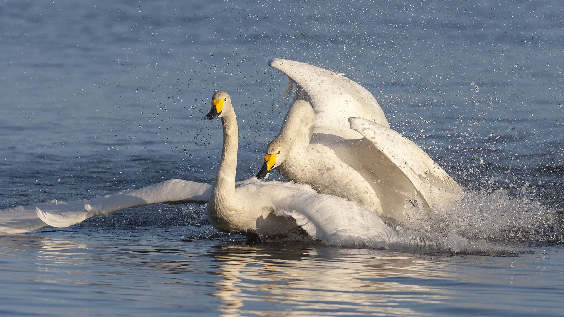 2 cigni selvatici nella taiga finlandese