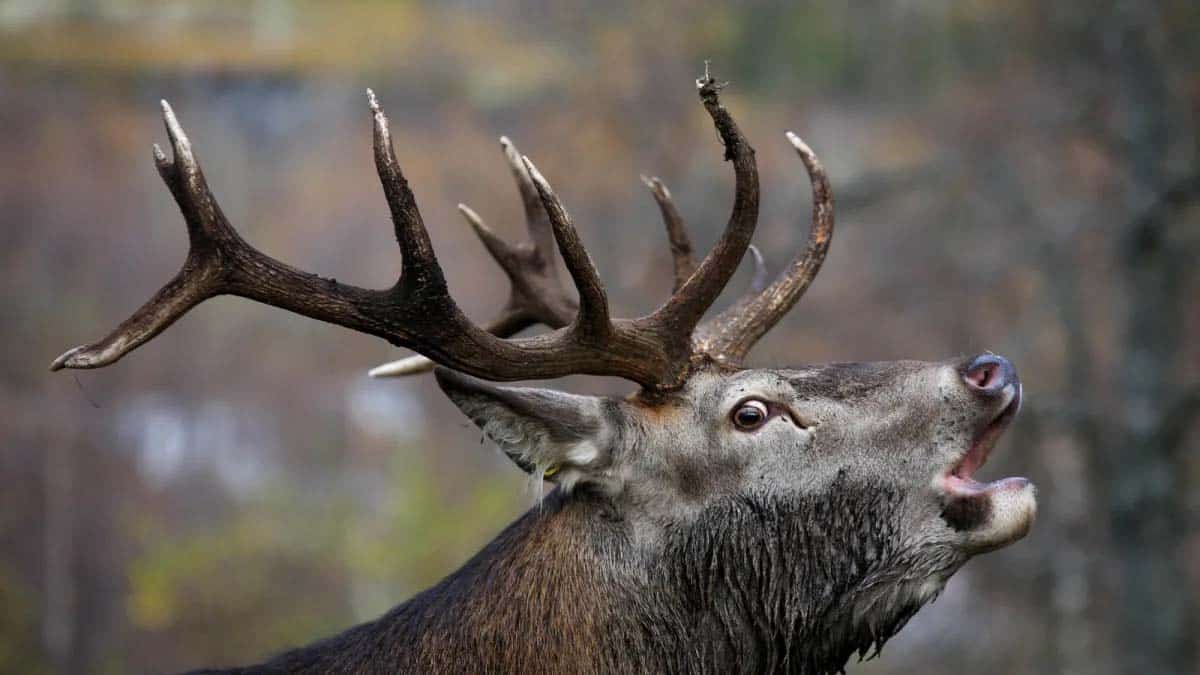cervo lofoten un cervo alle Lofoten