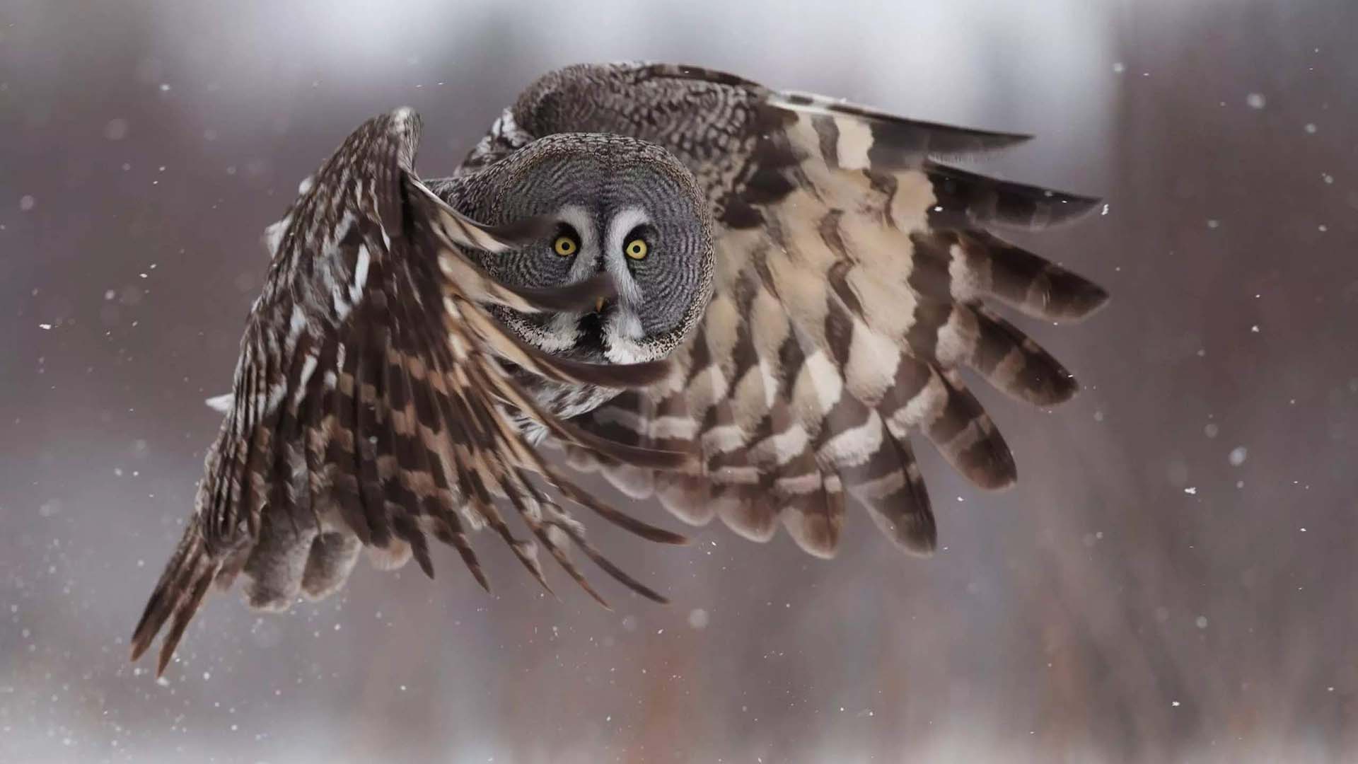 allocco di lapponia allocco di lapponia in volo