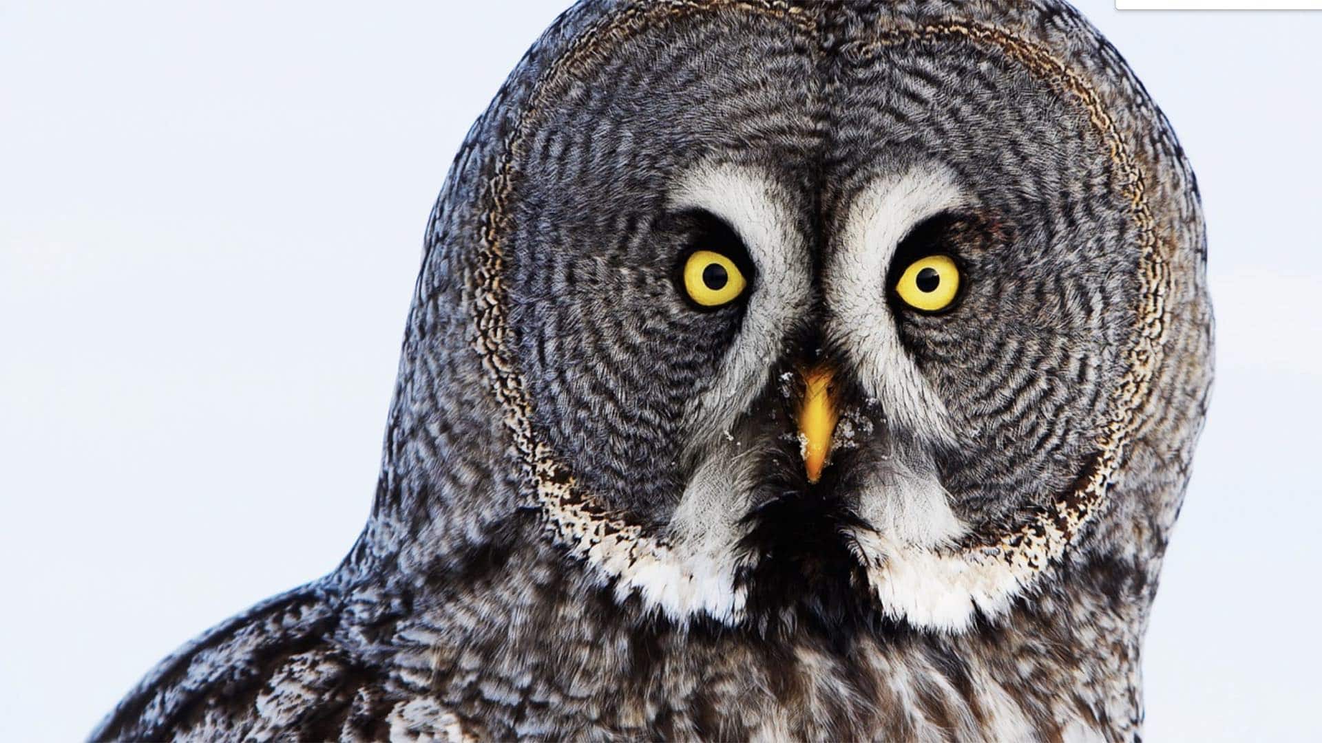 allocco di lapponia primo piano allocco di Lapponia