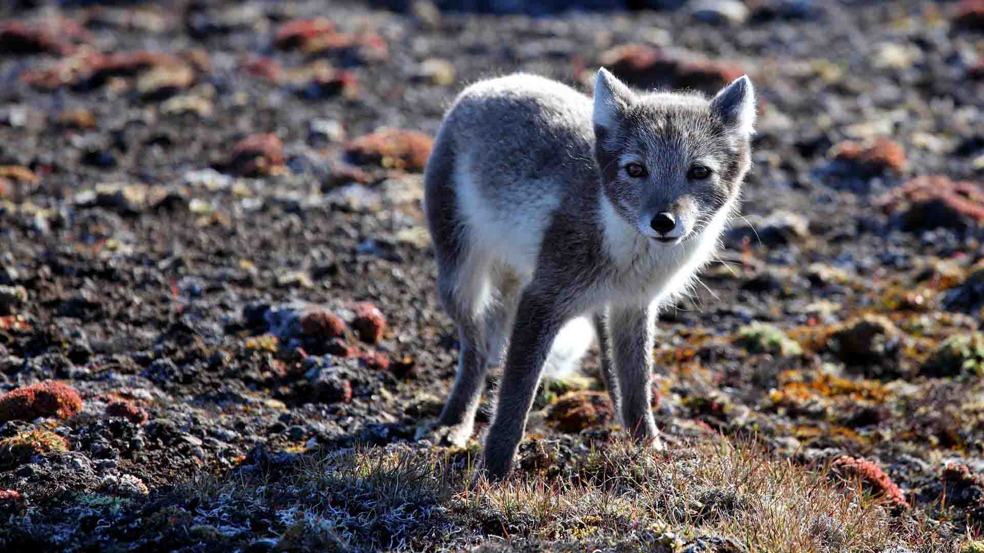 arctic fox svalbard volpe artica con pelliccia estiva