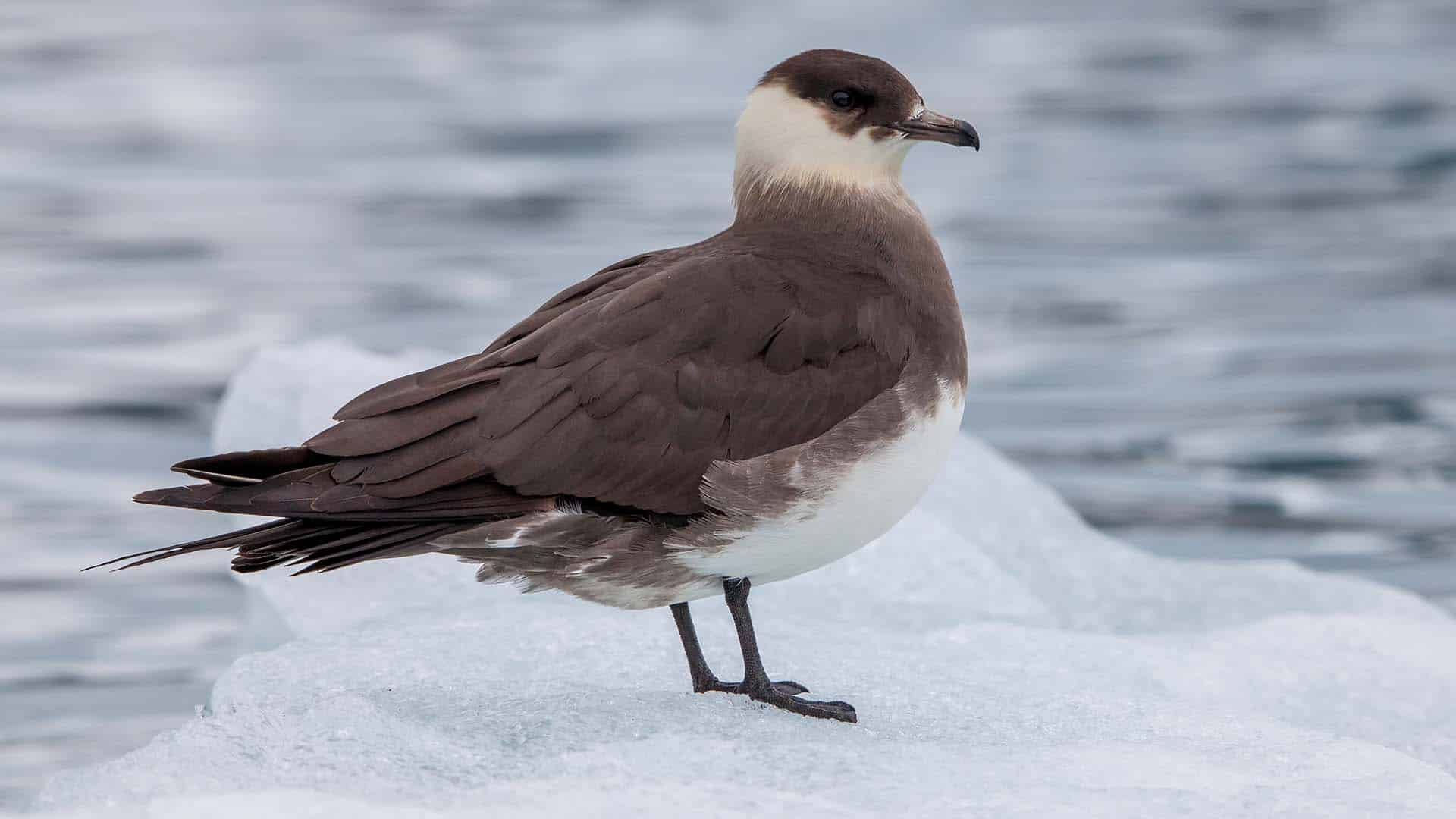 arctic skua svalbard arctic skua sul ghiaccio delle svalbard