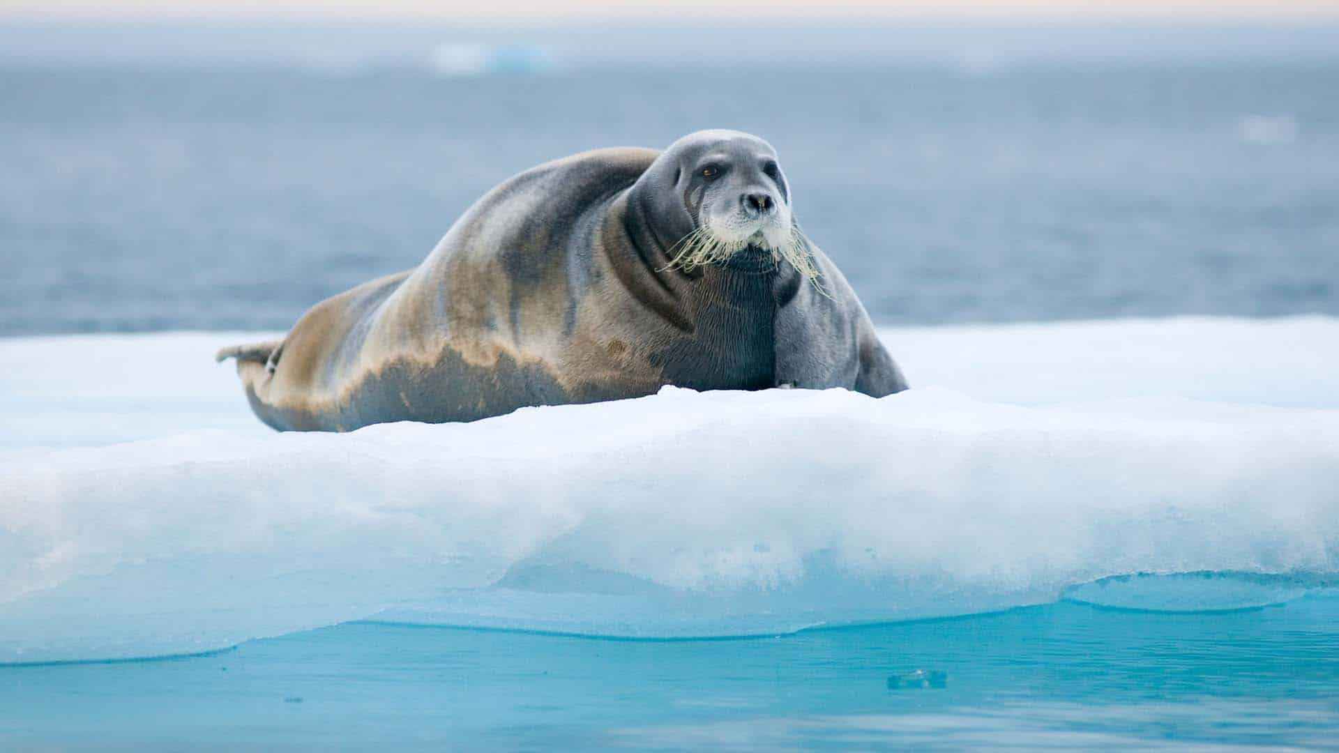 Norway, Svalbard Archipelago, Spitsbergen. Adult bearded seal, Erignathus barbatus, on an ice floe in summer. foca barbuta sulla banchisa alle svalbard