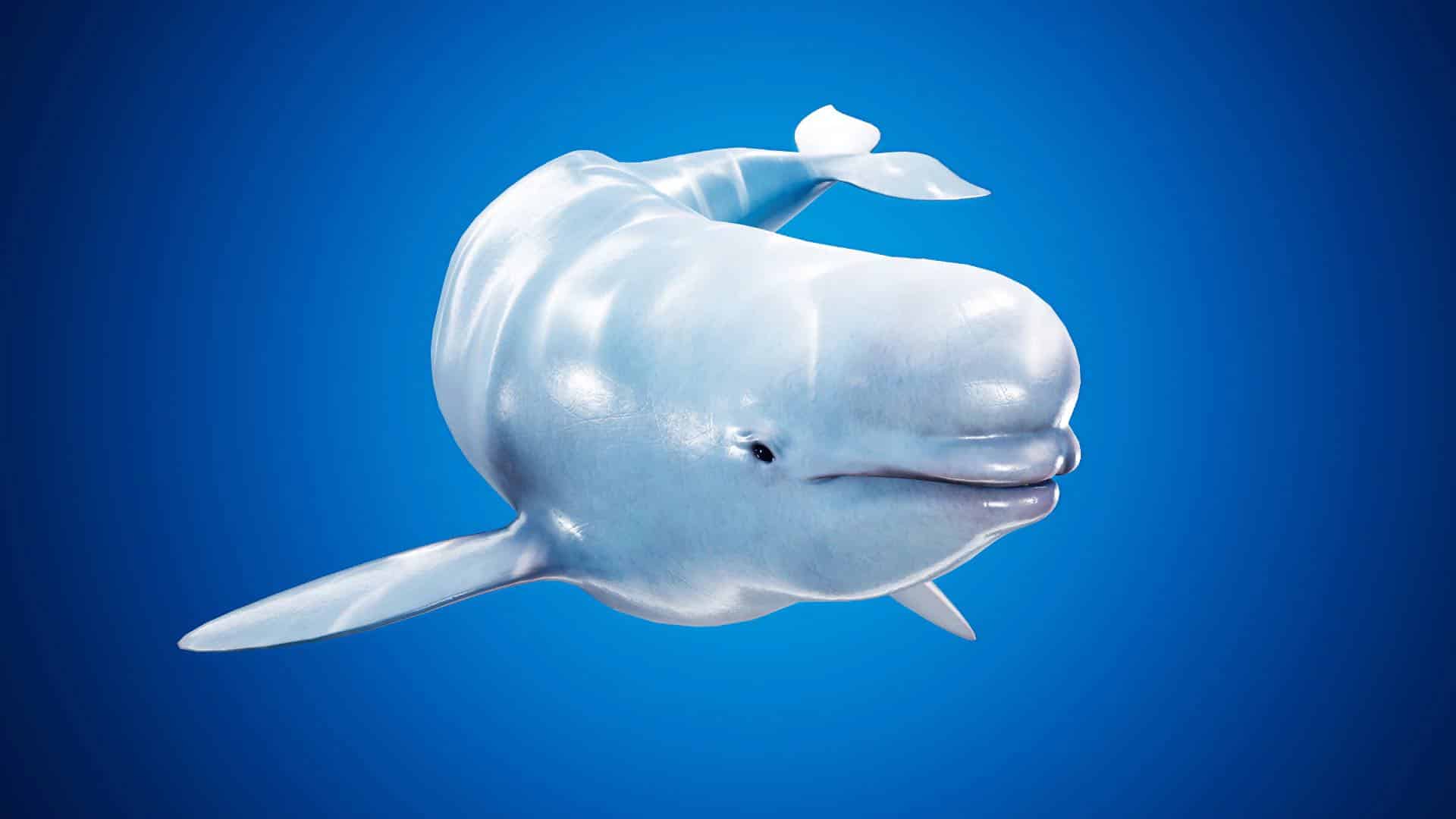 beluga whale beluga