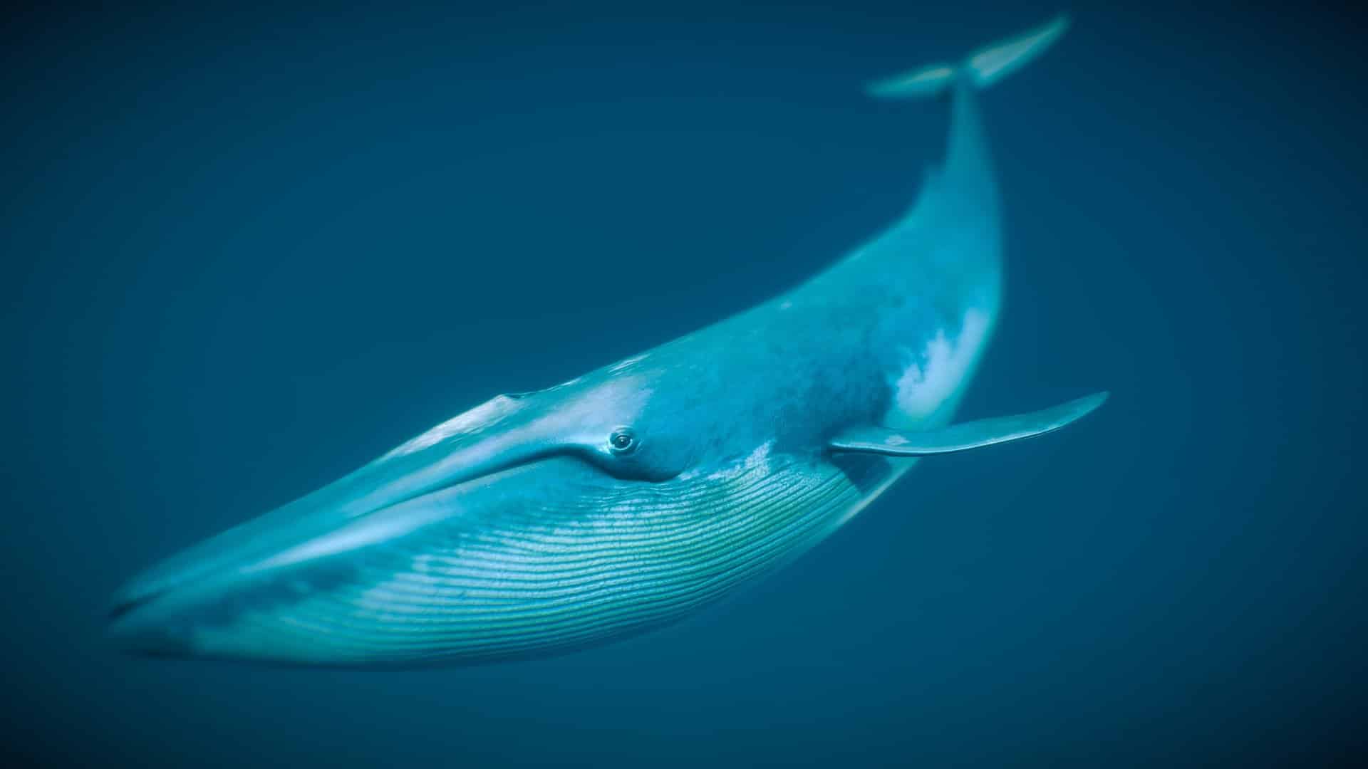 blue whale blue whale