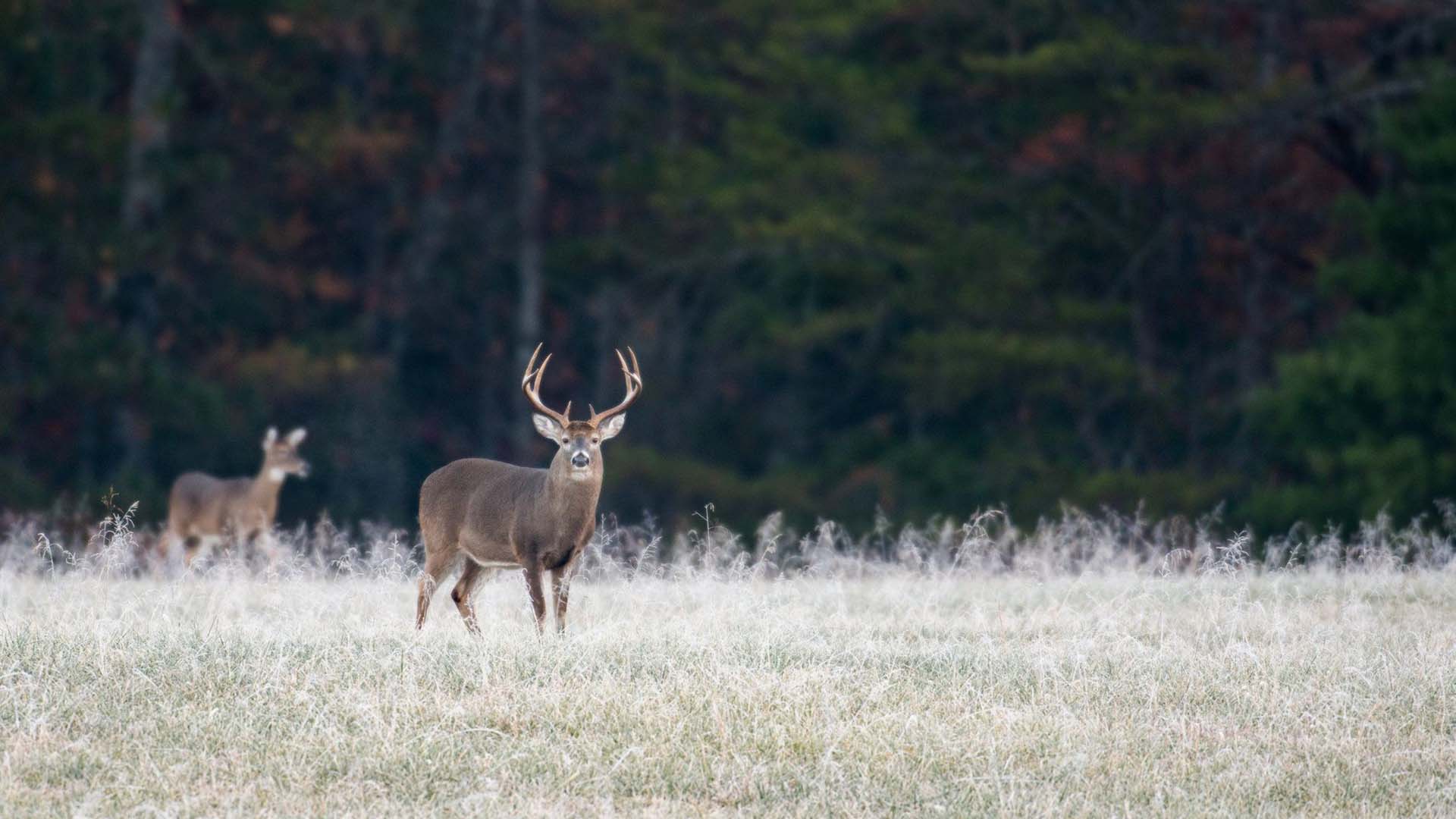 un cervo maschio e una femmina nella taiga finlandese