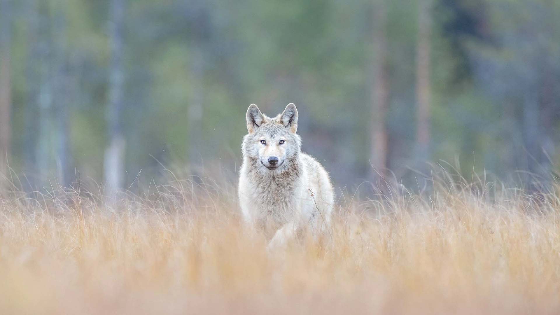 cover wild taiga boreal centre lupo grigio nella taiga finlandese