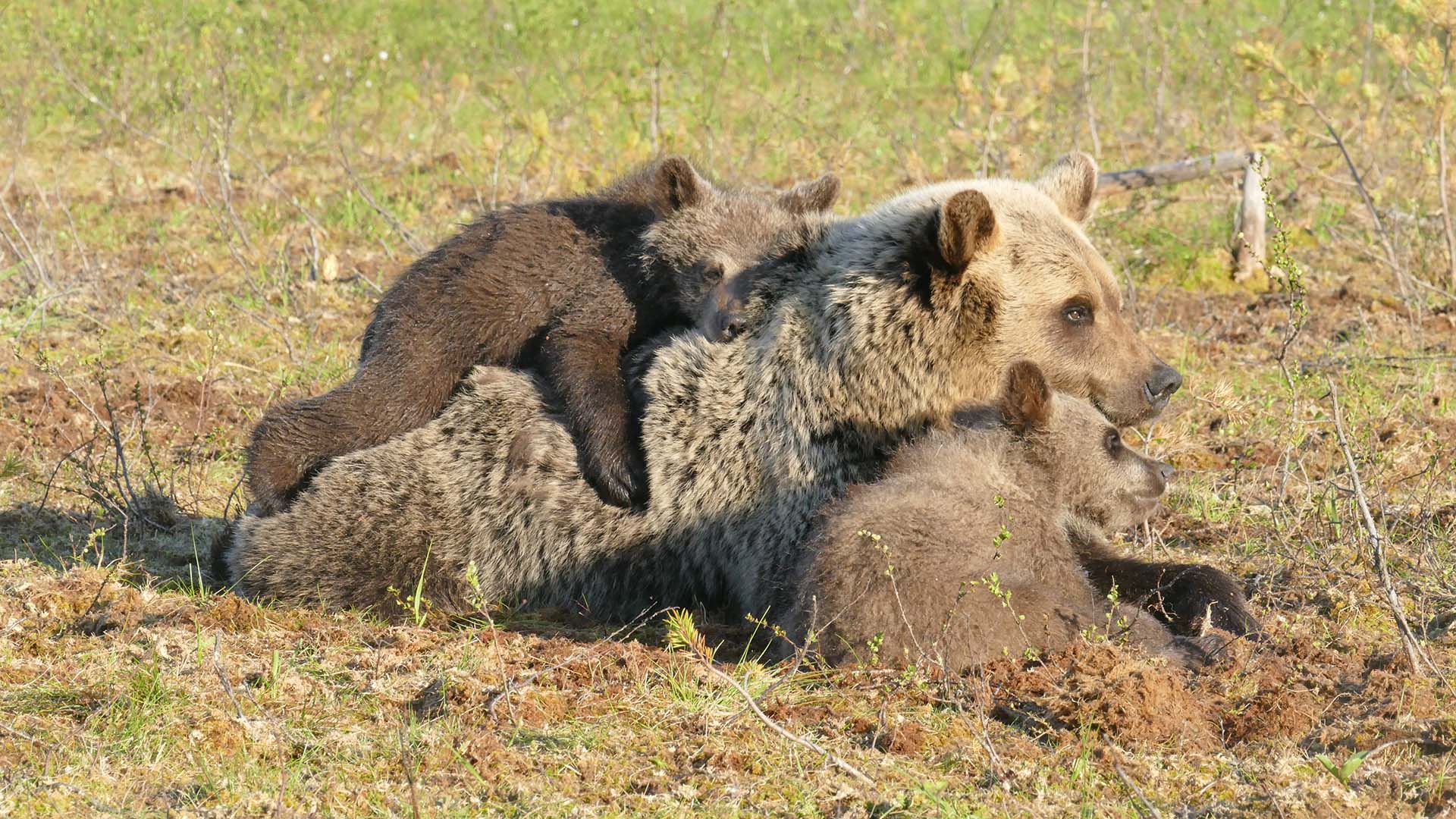 cuccioli d'orso con mamma Martinselksoen cuccioli d'orso con mamma